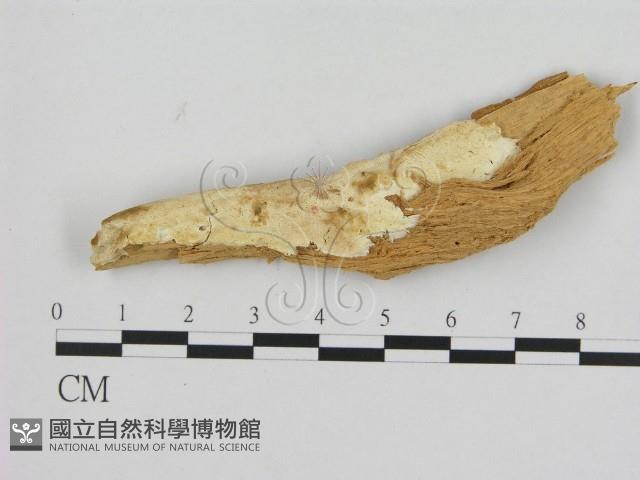 寡孔菌屬藏品圖，第1張