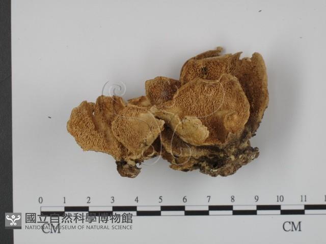 登錄號:F0011366藏品圖，第1張