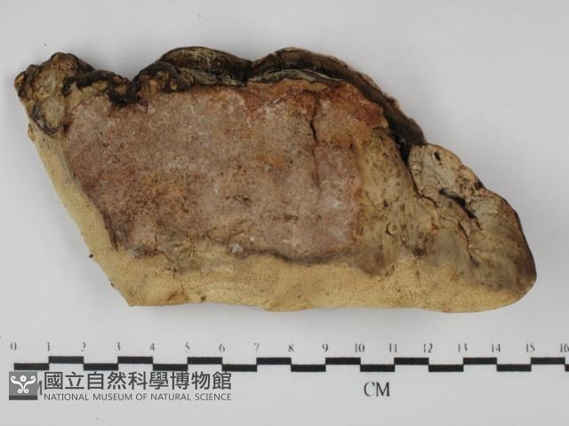 多年臥孔菌屬藏品圖，第1張