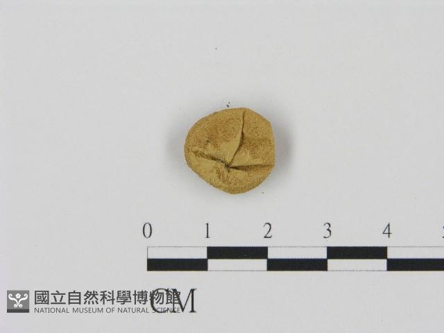 登錄號:F0004366藏品圖，第1張