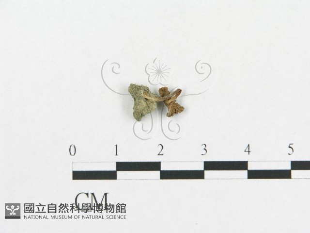 登錄號:F0014366藏品圖，第1張