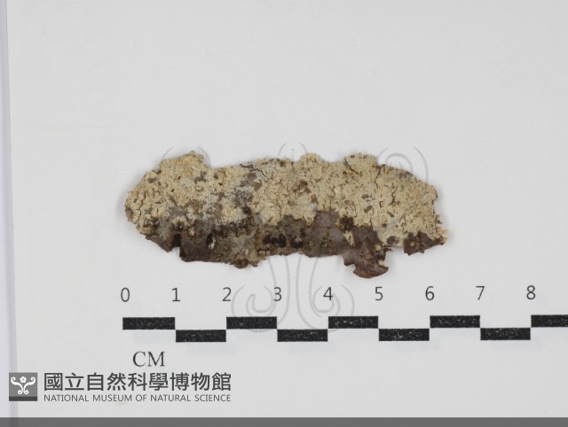 登錄號:F0034366藏品圖，第1張