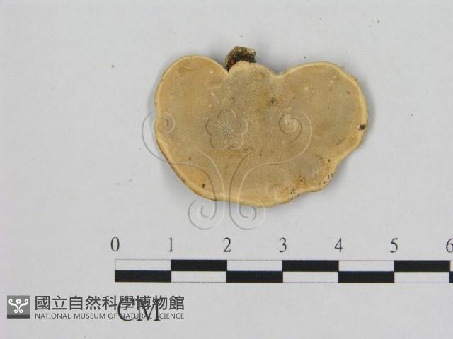 相鄰小孔菌藏品圖，第1張