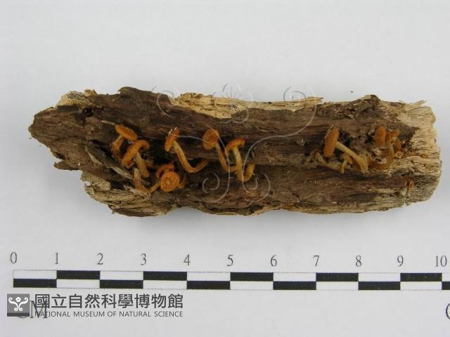 登錄號:F0012366藏品圖，第1張
