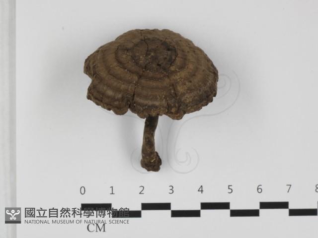 登錄號:F0032366藏品圖，第1張