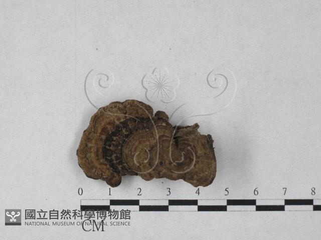 登錄號:F0027366藏品圖，第1張