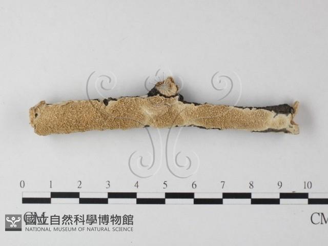 耙菌屬藏品圖，第1張