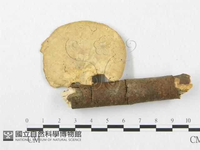 登錄號:F0005366藏品圖，第1張