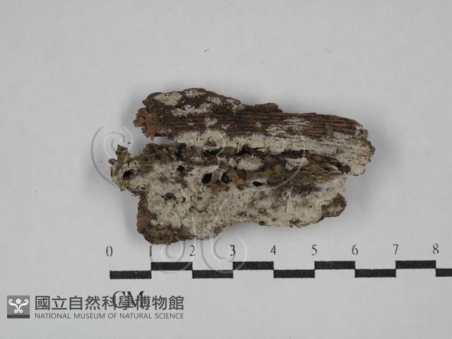 登錄號:F0029366藏品圖，第1張