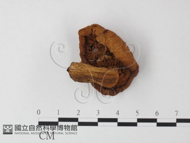 登錄號:F0023366藏品圖，第1張