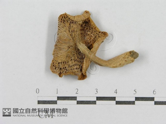登錄號:F0003366藏品圖，第1張