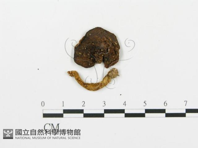 登錄號:F0013366藏品圖，第1張