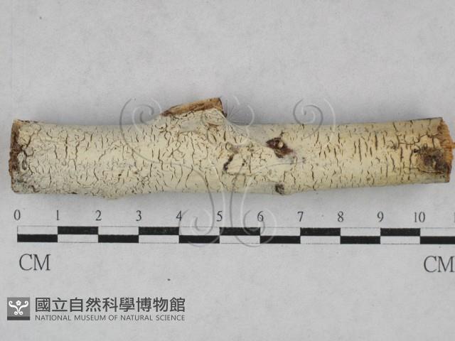 絲皮菌屬藏品圖，第1張