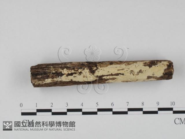 冇骨消絲齒菌藏品圖，第1張