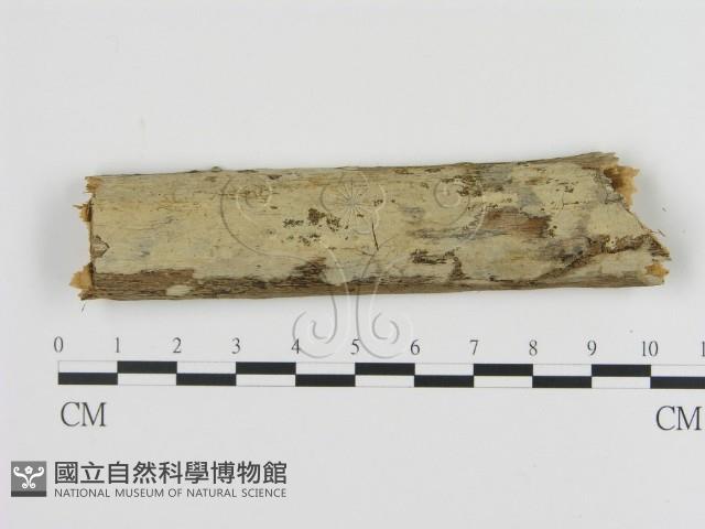 絲齒菌屬藏品圖，第1張