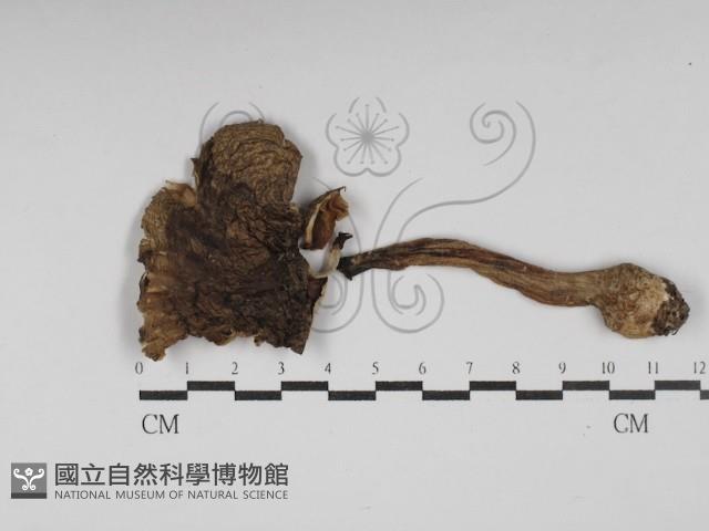 登錄號:F0030226藏品圖，第1張