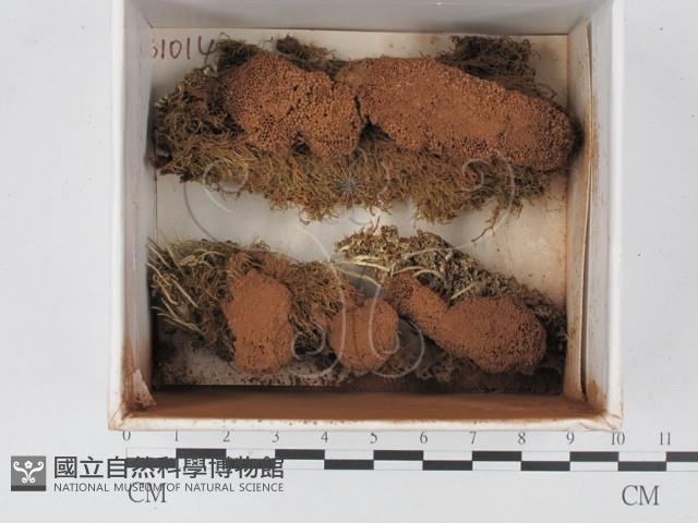 登錄號:F0021226藏品圖，第1張