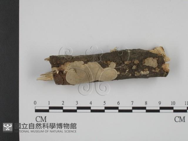 登錄號:F0001226藏品圖，第1張