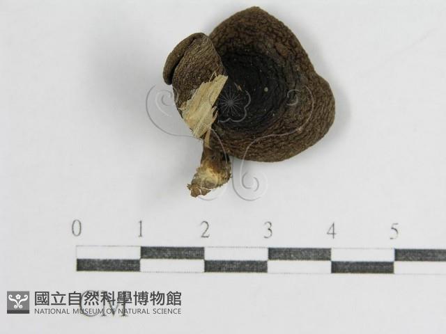 登錄號:F0011226藏品圖，第1張