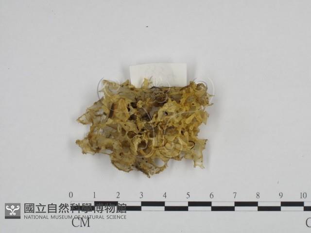 登錄號:F0024226藏品圖，第1張