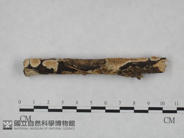 登錄號:F0004226藏品圖，第1張