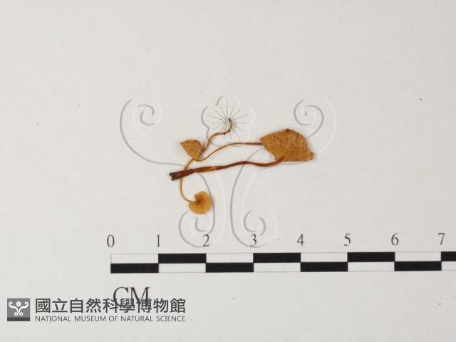 小菇屬藏品圖，第1張