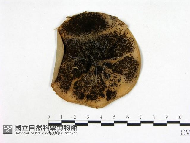 登錄號:F0002226藏品圖，第1張