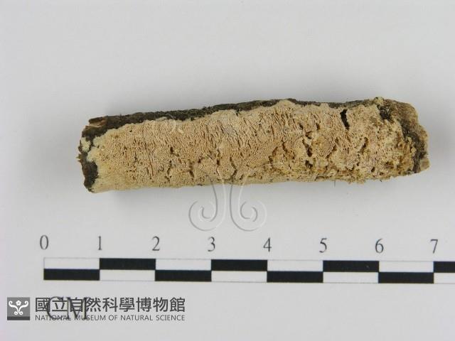 登錄號:F0012226藏品圖，第1張