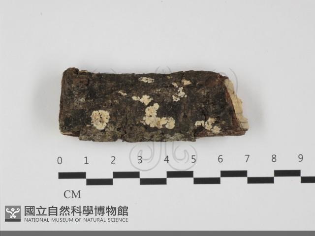 登錄號:F0032226藏品圖，第1張