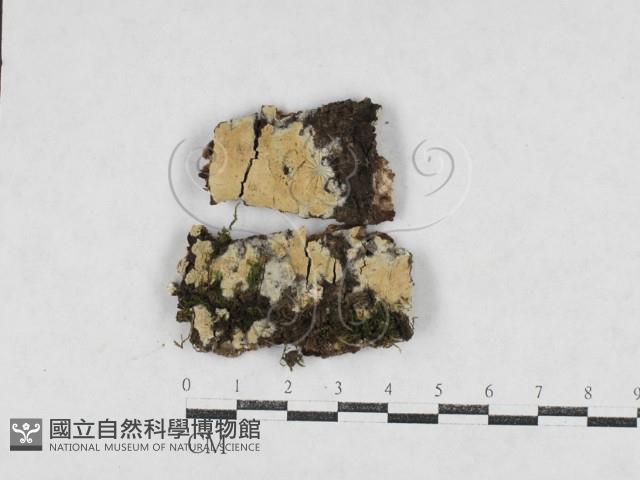 絲齒菌屬藏品圖，第1張