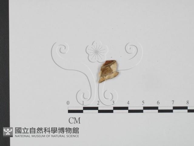 登錄號:F0007226藏品圖，第1張