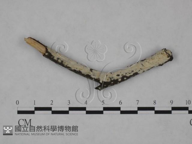 登錄號:F0025226藏品圖，第1張