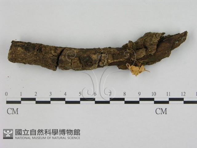 小菇屬藏品圖，第1張