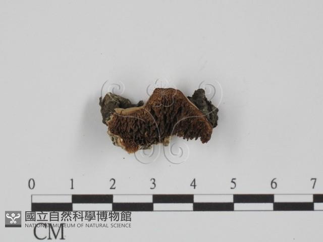 附毛菌屬藏品圖，第1張