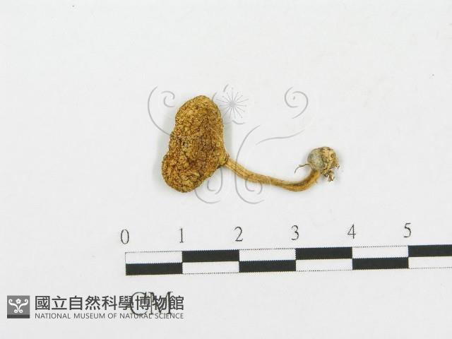 登錄號:F0013226藏品圖，第1張