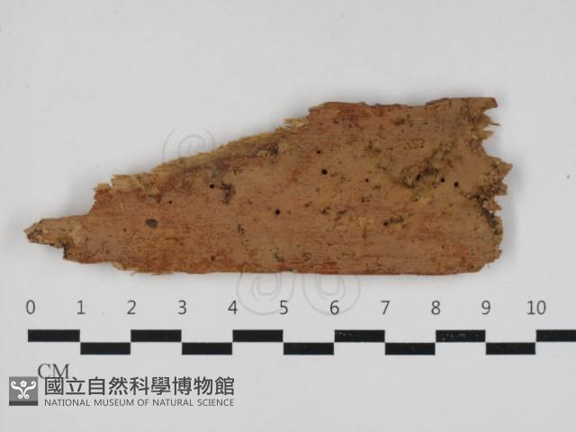 射脈菌屬藏品圖，第1張