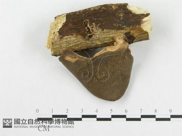 多孔菌屬藏品圖，第1張