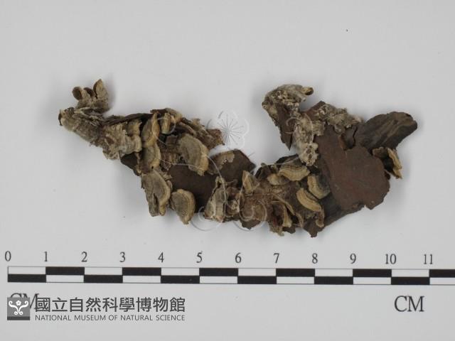 登錄號:F0020826藏品圖，第1張