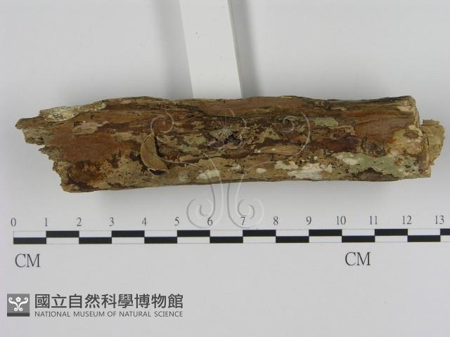 刺革菌屬藏品圖，第1張