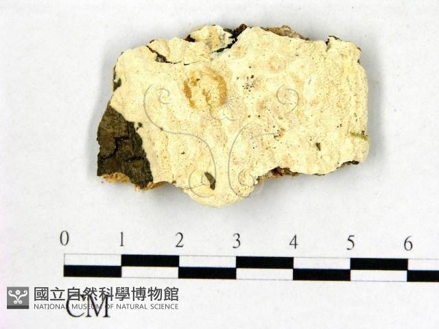 登錄號:F0006826藏品圖，第1張