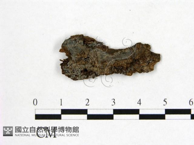 登錄號:F0016826藏品圖，第1張