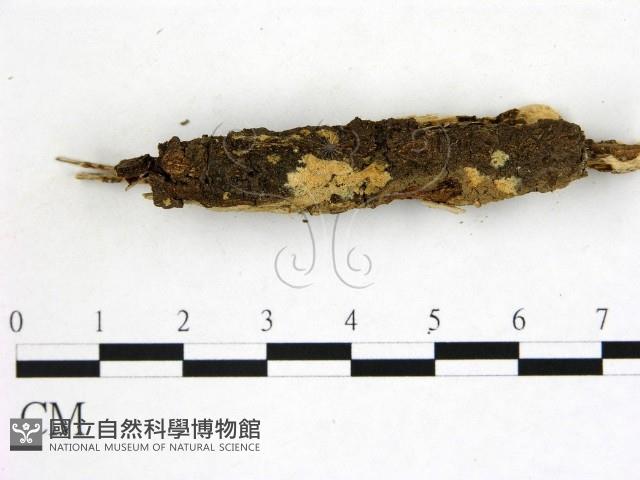 登錄號:F0021826藏品圖，第1張