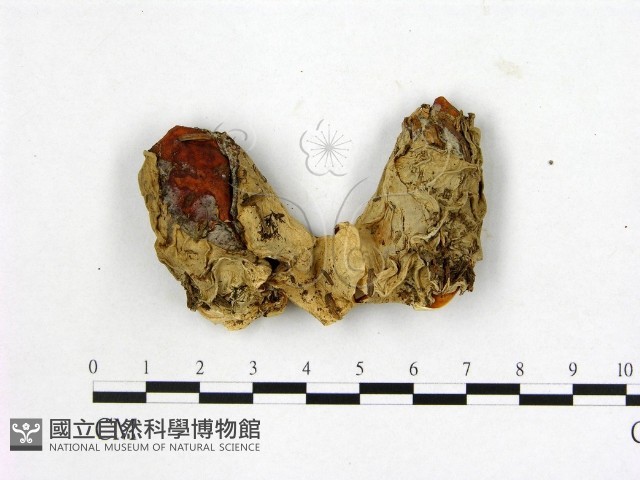 登錄號:F0001826藏品圖，第3張