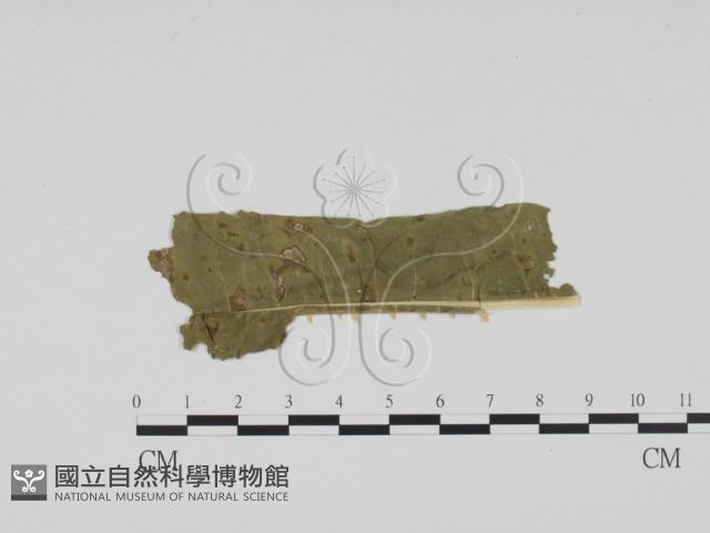 登錄號:F0011826藏品圖，第1張