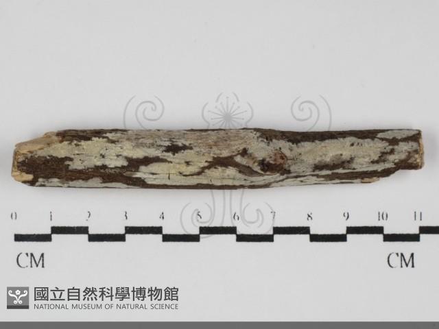 登錄號:F0031826藏品圖，第1張