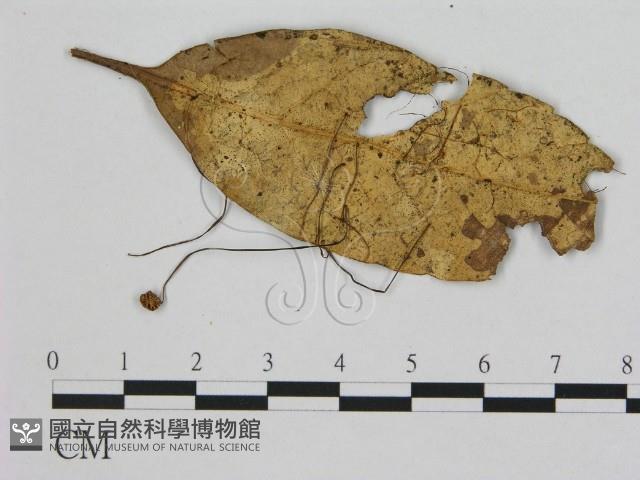 小皮傘屬藏品圖，第1張