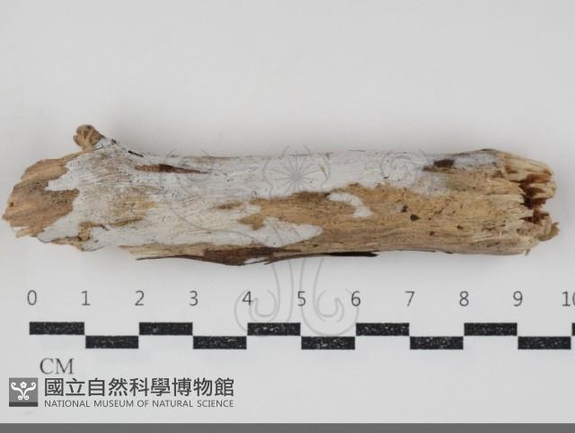 登錄號:F0034826藏品圖，第1張