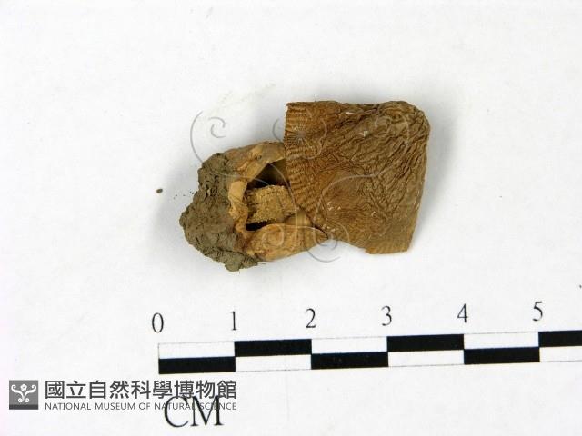 登錄號:F0022826藏品圖，第1張