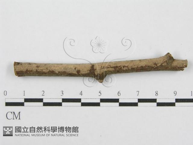 筍殼菌屬藏品圖，第1張