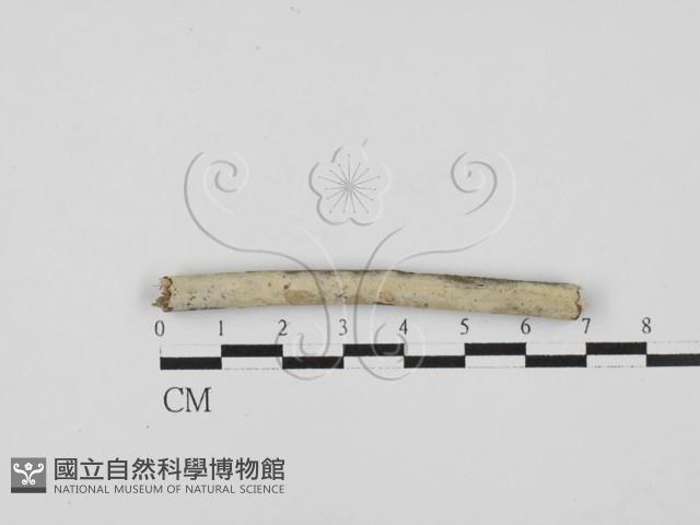 絲齒菌屬藏品圖，第1張